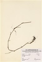 藏品(杜鵑花)的圖片